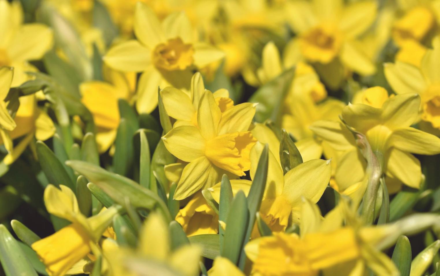 Detailaufnahme von floristischen Arbeitstechniken