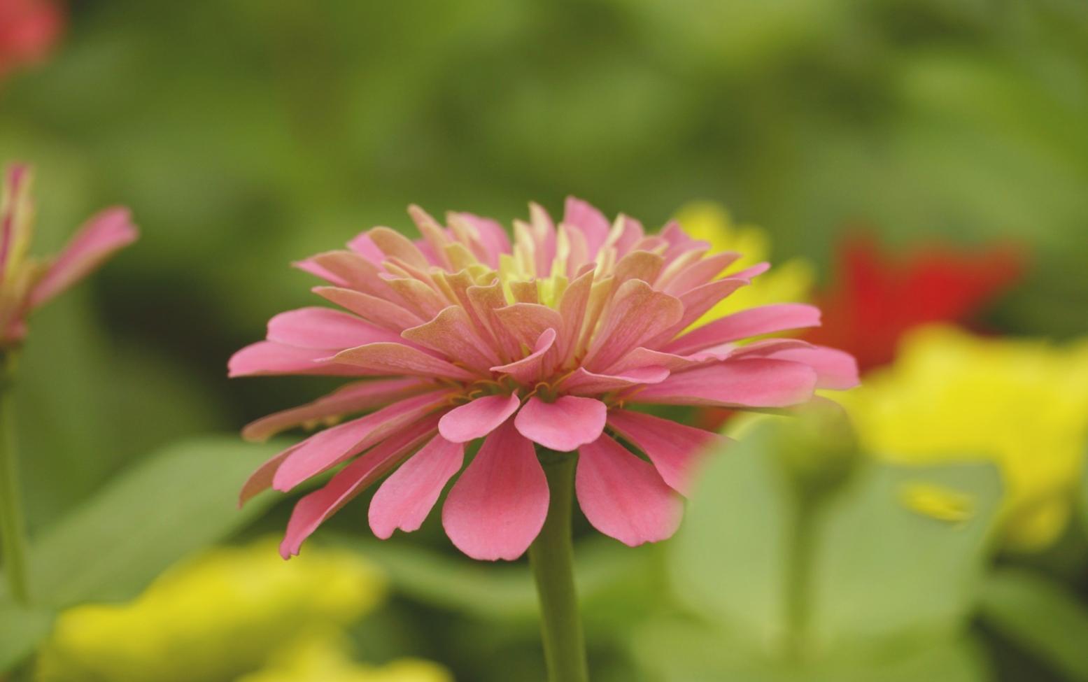 Teilnehmerprojekt - Saisonales Blumenarrangement