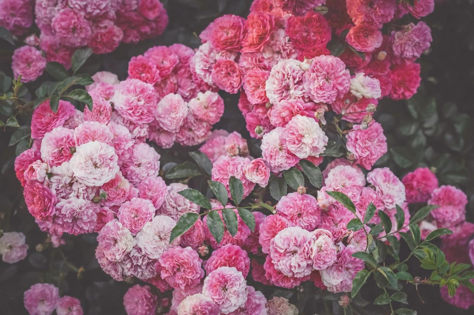 Blick auf unser Atelier in Wesseling mit frischen Blumenarrangements im europäischen Stil